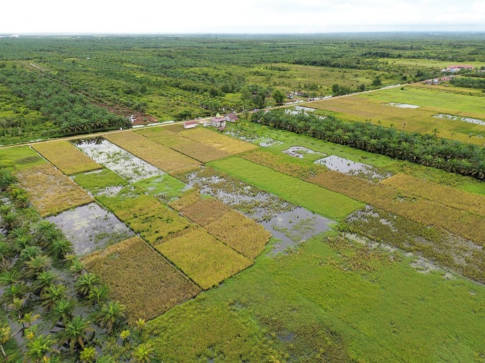 TERGENANG: Lahan pertanian di Desa Jungkat, Kabupaten Mempawah tergenang air. Wilayah ini menghadapi masalah ekologis yang menyebabkan lahan mereka kerap tergenang dalam waktu yang lama.