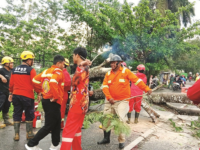 EVAKUASI: Tim gabungan dari Basarnas, BPBD Kubu Raya, Damkar, dan warga, Sabtu (26/4), bergotong royong mengevakuasi pohon tumbang yang sempat menutup akses Jalan Adisucipto, Kecamatan Kubu Raya.