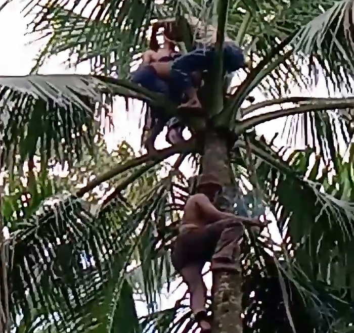EVAKUASI : Proses evakuasi jenazah Abdul Baki dari atas pohon kelapa.