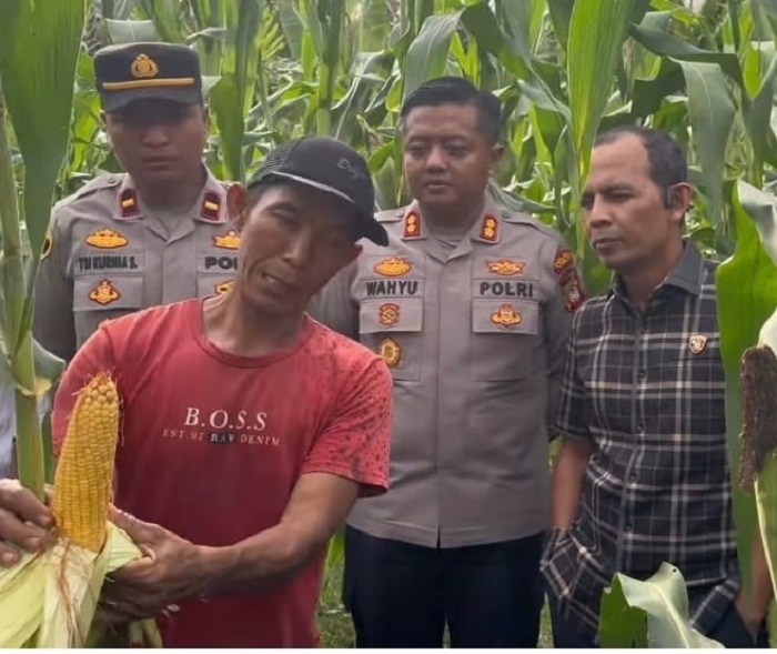 JAGUNG: Kapolres Sambas bersama pejabat dari Polda Kalbar saat memantau perkembangan tanaman jagung di Semparuk