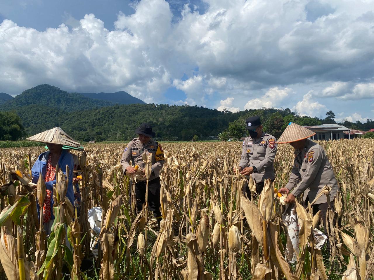 PANEN: Jajaran Polsek Singkawang Selatan turut hadir dan mendampingi kegiatan panen jagung di lahan pertanian milik Kelompok Tani Bakomok, Kelurahan Sagatani.