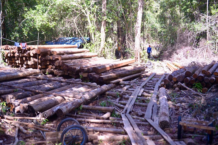 Tumpukan kayu hasil pembalakan liar di kawasan hutan Sentap Kancang, Desa Ulak Medang, Kecamatan Muara Pawang, Kabupaten Ketapang.