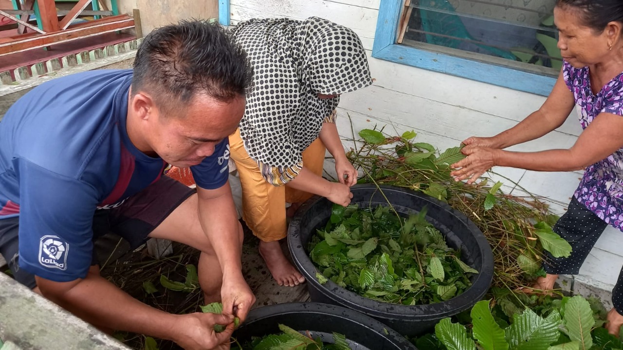 RISET: Pengujian daun kratom di Laboratorium Politeknik Pontianak, yang berada di Kampus Program Studi di Luar Domisili (PDD) Putusibau. Riset ini bertujuan untuk meningkatkan kualitas produk kratom
