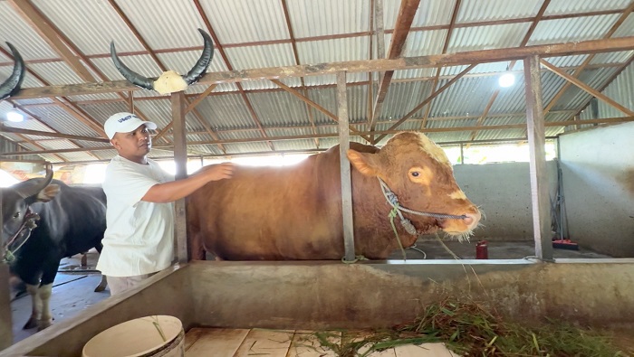 SAPI PILIHAN: Musleh saat melihat Si Gobang, sapi ternaknya yang terpilih sebagai hewan kurban Presiden di Kalimantan Barat.
