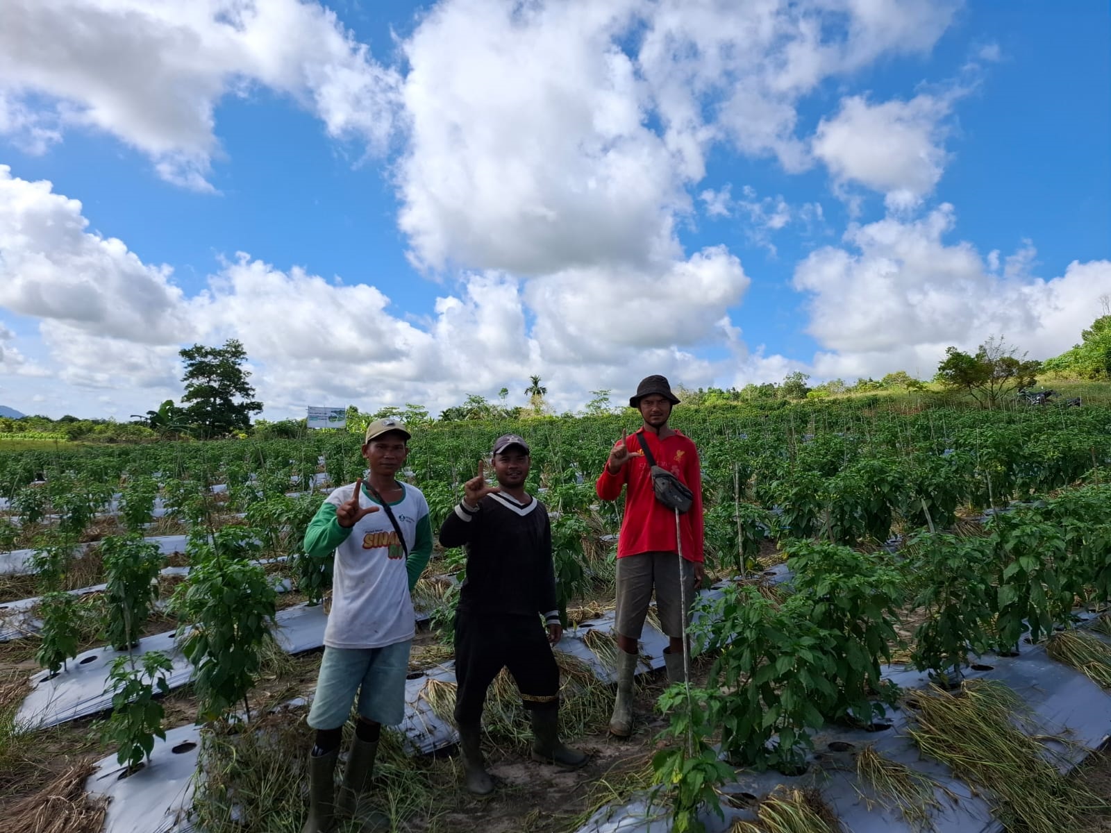 DIABADIKAN: Sejumlah petani Desa Sungai Toman, Kecamatan Salatiga, Kabupaten Sambas berfoto bersama di lahan pertanian milik mereka.