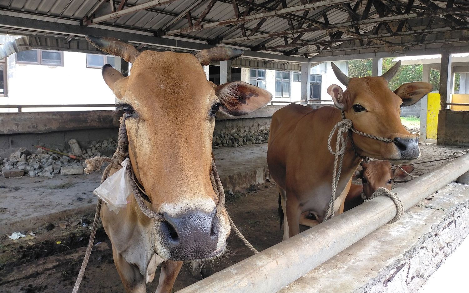 Jelang Idul Adha 1447 H, Sambas Tingkatkan Pengawasan Hewan Kurban Antisipasi Zoonosis