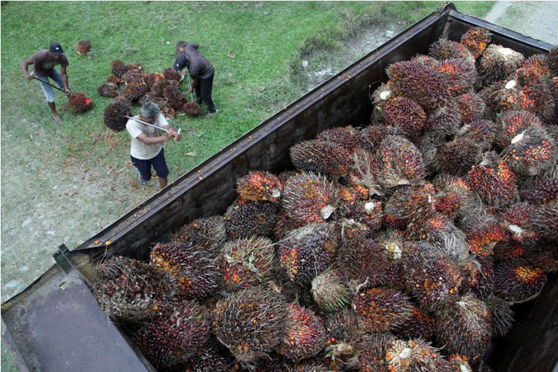 Pekerja memuat tandan buah kelapa sawit ke dalam truk di kawasan perkebunan sawit, Kabupaten Deli Serdang, Sumatera Utara, Sabtu (3/5).