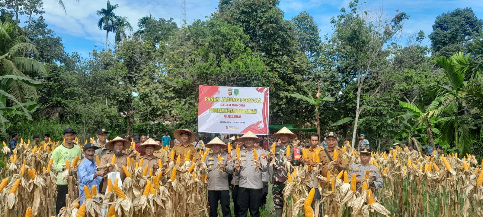 Suasana pelaksanaan panen jagung perdana di Dusun Sepinggan Besar Desa Sepinggan Kecamatan Semparuk