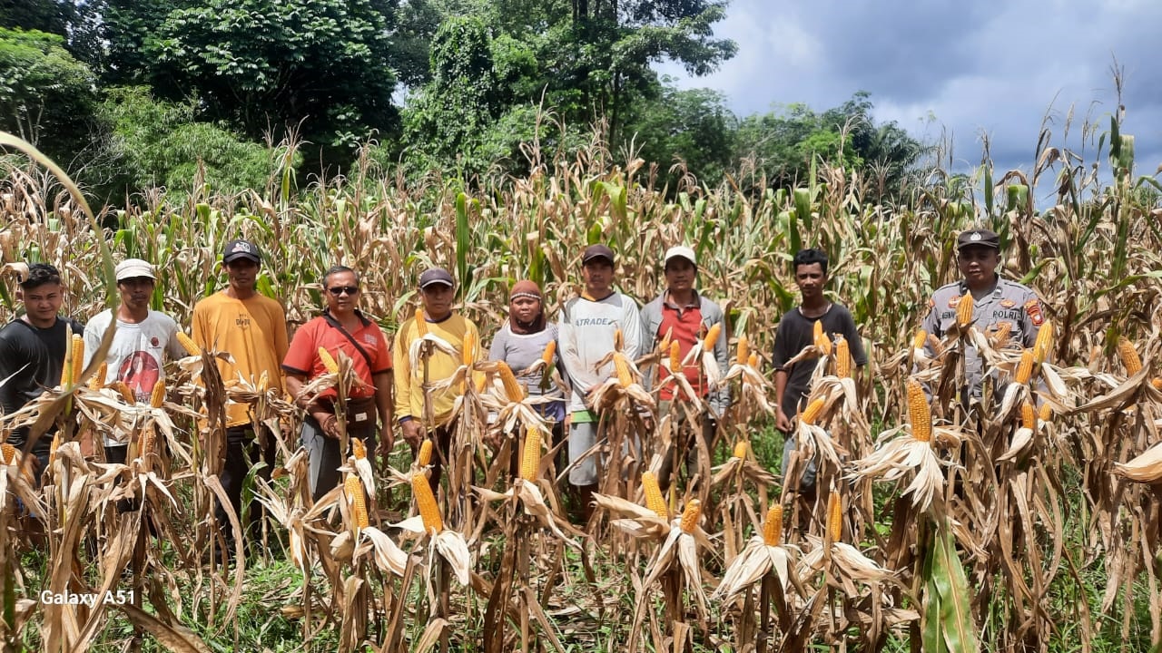 PANEN: Polsek Sengah Temila bersama Kelompok Wanita Tani (KWT) Bantunan Desa Andeng, Kecamatan Sengah Temila, saat melakukan panen jagung perdana.