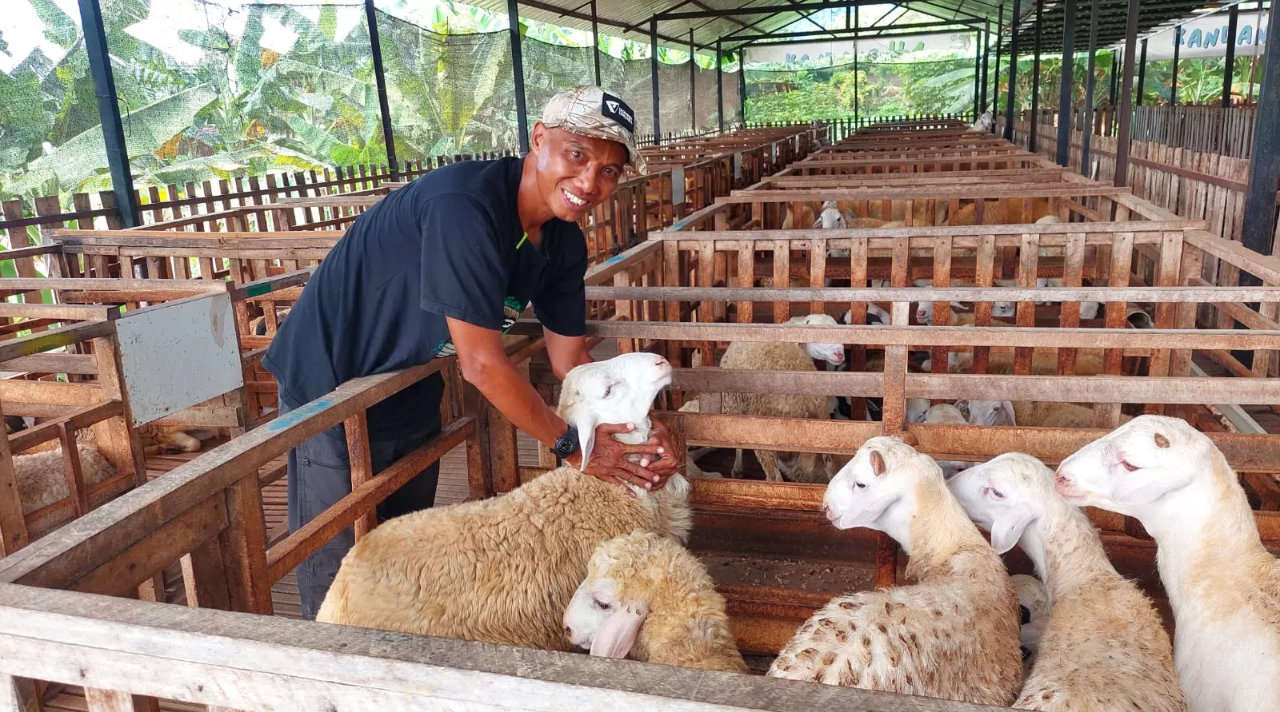 BUAH KETEKUNAN: Subadar dengan tekun memberi pakan, memantau kesehatan, hingga memastikan setiap ekor domba layak disembelih.