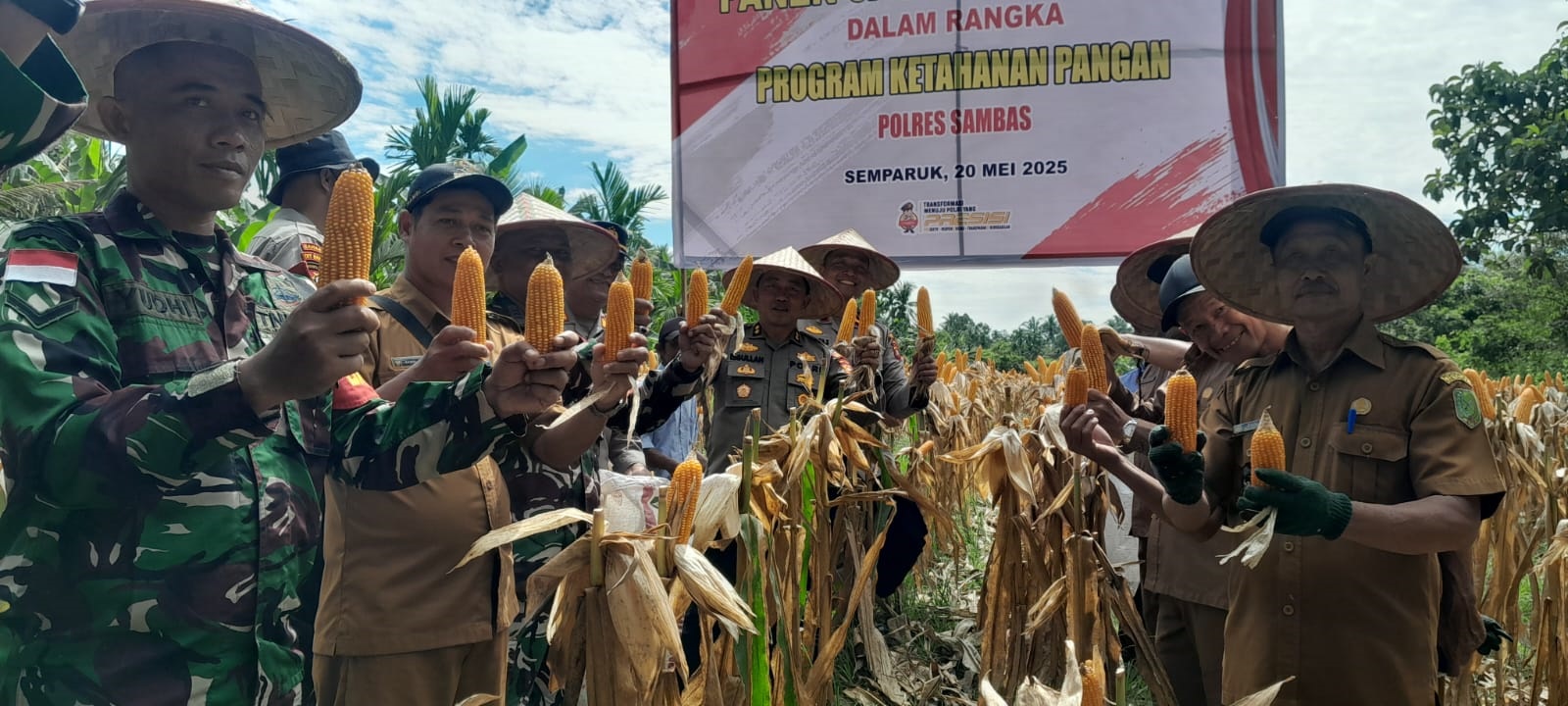 PANEN: Polsek Semparuk, Pemdes Sepinggan, serta Kelompok Tani (Poktan) Bintang Timur menggelar panen jagung perdana di Dusun Sepinggan Besar, Kecamatan Semparuk, Kabupaten Sambas, Selasa (20/5).