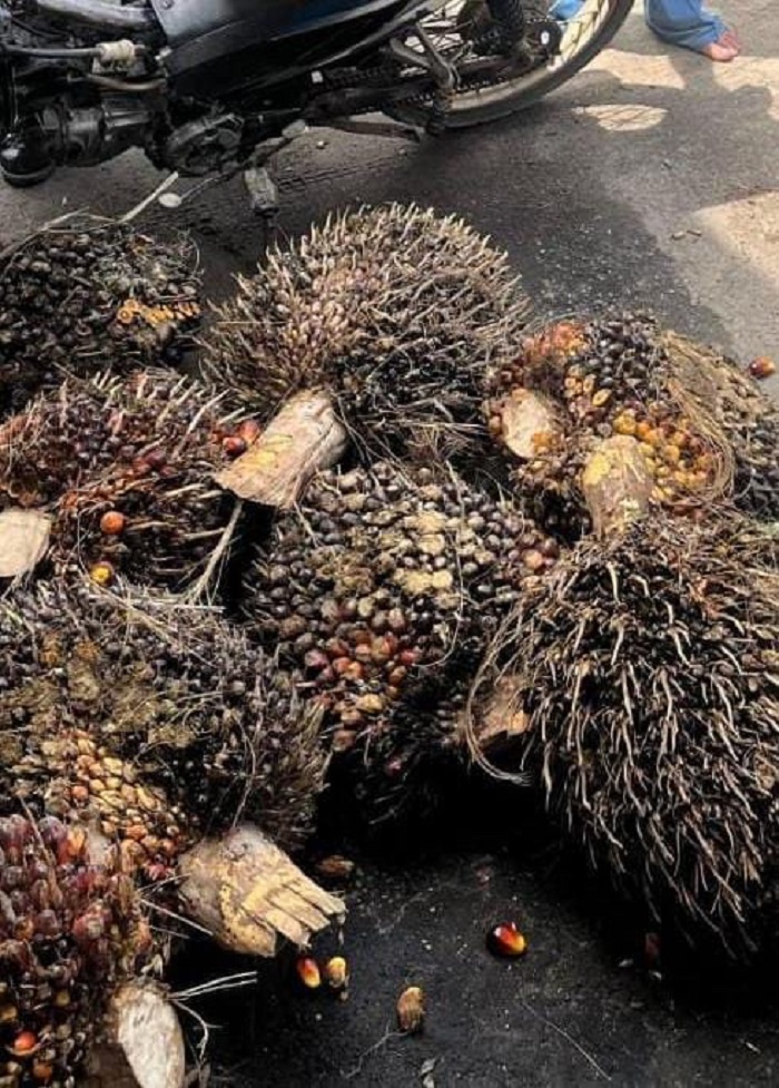 SAWIT : Baru dua bulan bekerja sebagai pemanen buah sawit seorang karyawan dilaporkan menyembunyikan tandan buah segar (TBS) hasil panen sawit perusahaan.