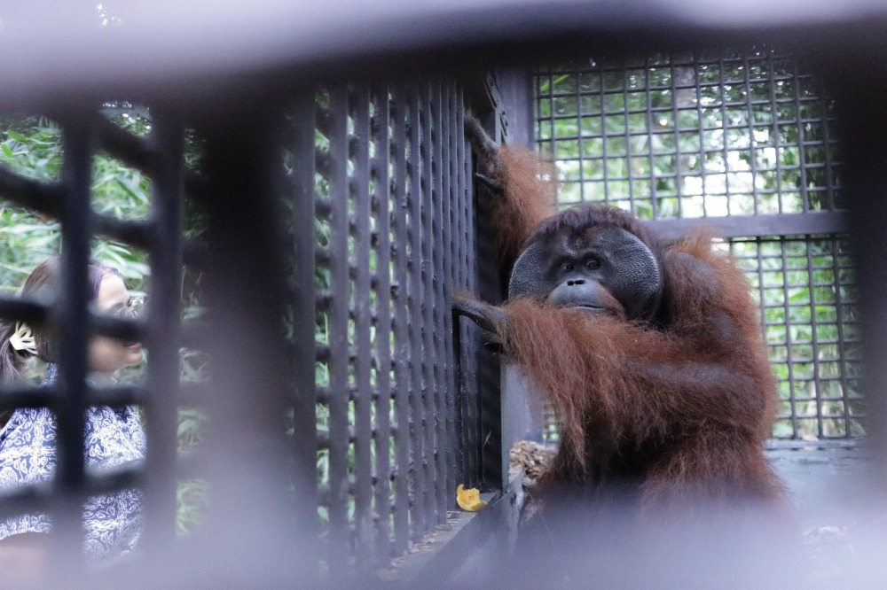 Orangutan "Mungky" saat dipindahkan dari YPOS menuju PSO Arsasi Kaltim pada Jumat (23/5).