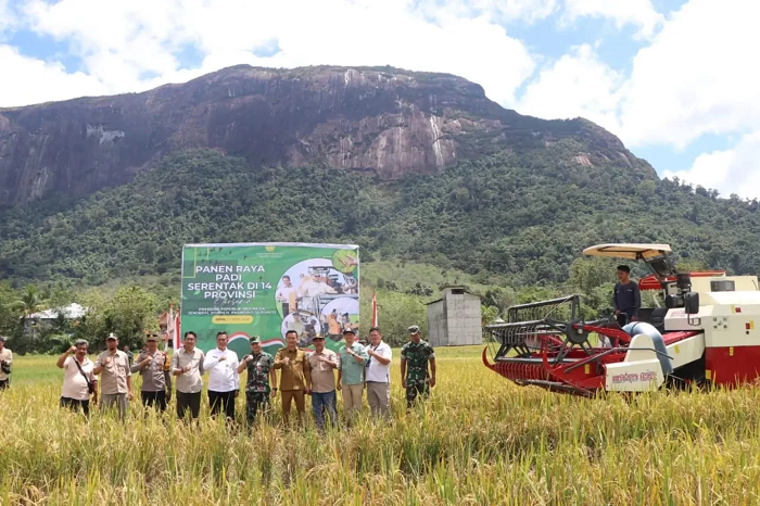 PANEN : Pemkab Sintang telah melaksanakan panen padi serentak di Desa Kebong, Kecamatan Kelam Permai, sebagai bagian dari strategi percepatan ketahanan pangan nasional, beberapa waktu lalu.
