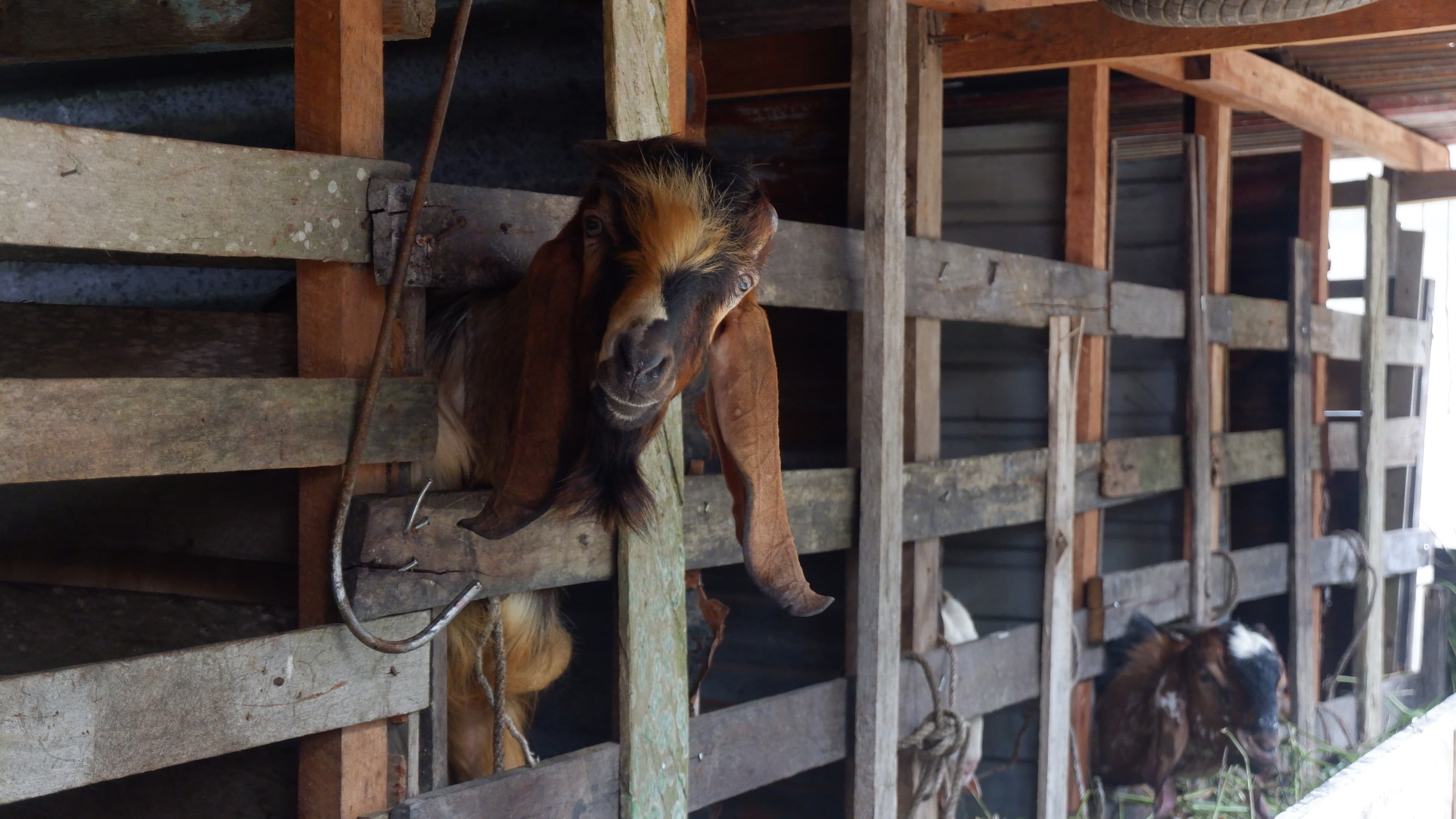 PULUHAN EKOR: Peternakan kambing milik Budiantoro, warga Dusun Dengoan, Desa Tebedak, Kecamatan Ngabang, Kabupaten Landak.