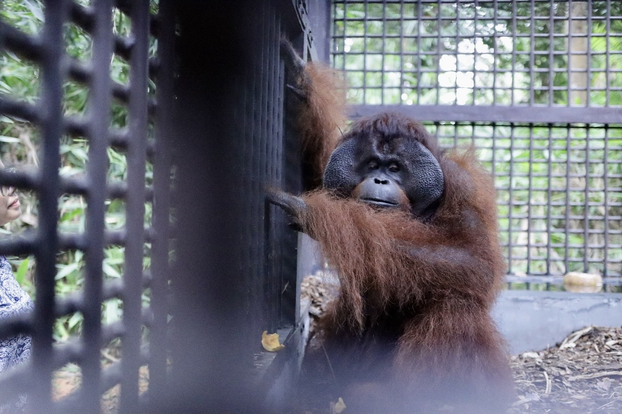 TRANSLOKASI: Satu individu orangutan Kalimantan (Pongo pygmaeus) bernama Mungky dikirim ke Pusat Suaka Orangutan (PSO) Arsari di Kalimantan Timur.