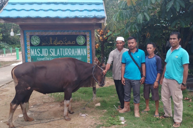 PT Sandai Makmur Sawit (SMS) menyalurkan sapi kurban kepada masyarakat di sekitar wilayahnya.