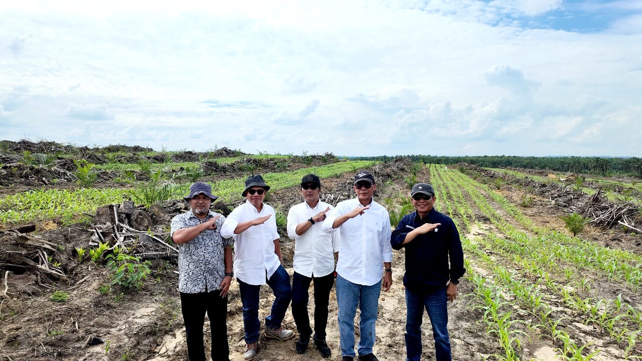TINJAU : Direktur Operasional PTPN IV, Rizal H Damanik TI bersama Direktur Pemasaran dan Komersil PTPN IV, Ryanto Wisnuardhi meninjau lokasi penanaman jagung di Kebun Ngabang, Kabupaten Landak.