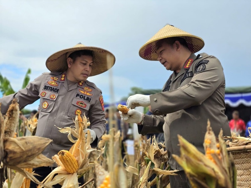 Bupati Ketapang, Alexander Wilyo, melakukan panen jagung di Sungai Gantang, Desa Mekar Utama, Kecamatan Kendawangan, Kamis (5/6).