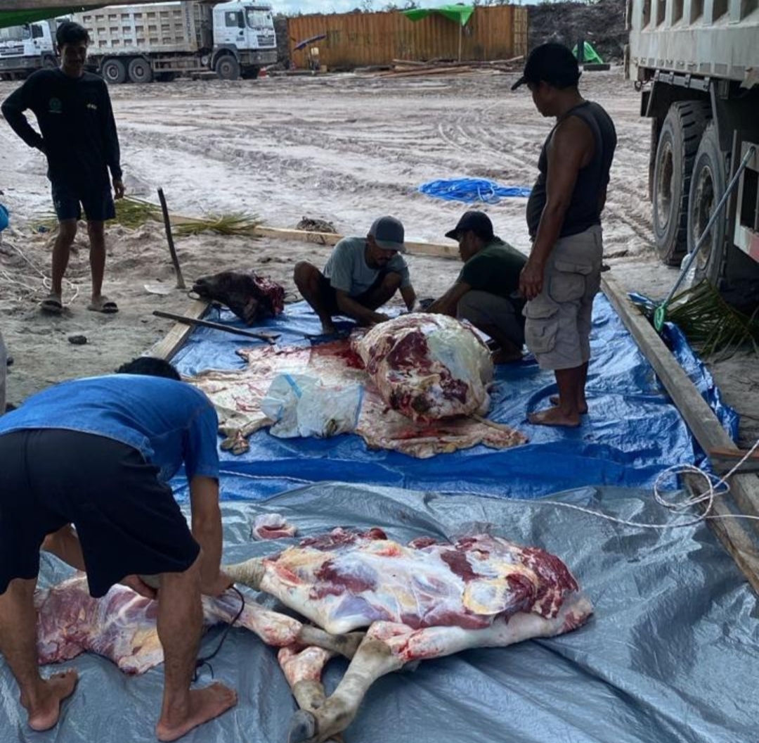 Pemotongan hewan kurban PT SJM di Kabupaten Ketapang.