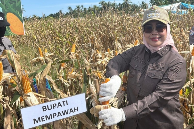 PANEN: Bupati Erlina bersama Kapolres dan Forkopimda saat memanen jagung.
