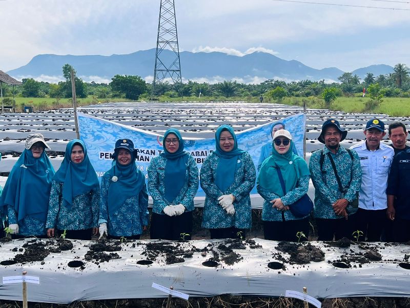 TANAM CABAI : Tim Penggerak PKK Kabupaten Kayong Utara menggelar kegiatan Gerakan Tanam Cabai.