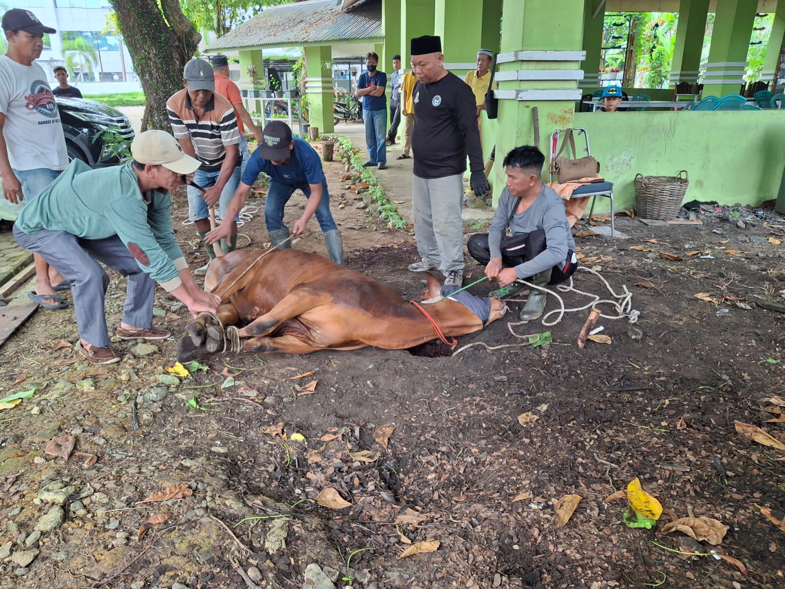 SEMBELIH : Proses penyembelihan hewan kurban yang dilakukan oleh PTPN IV Regional 5. Tahun ini, perusahaan menyembelih sebanyak 47 ekor sapi dan 2 ekor kambing.