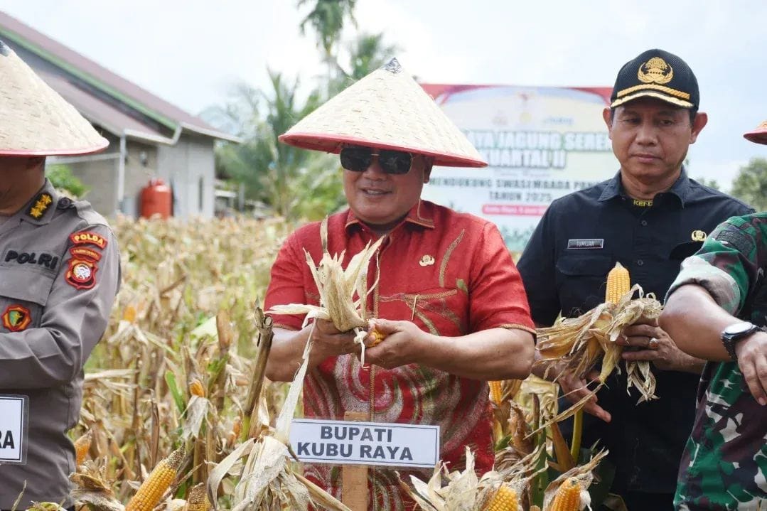 PANEN JAGUNG: Bupati Kubu Raya, Sujiwo, saat mengikuti panen raya jagung serentak kuartal II di Dusun Bunga, Desa Sungai Raya Dalam, Kecamatan Sungai Raya pada Kamis (5/6).