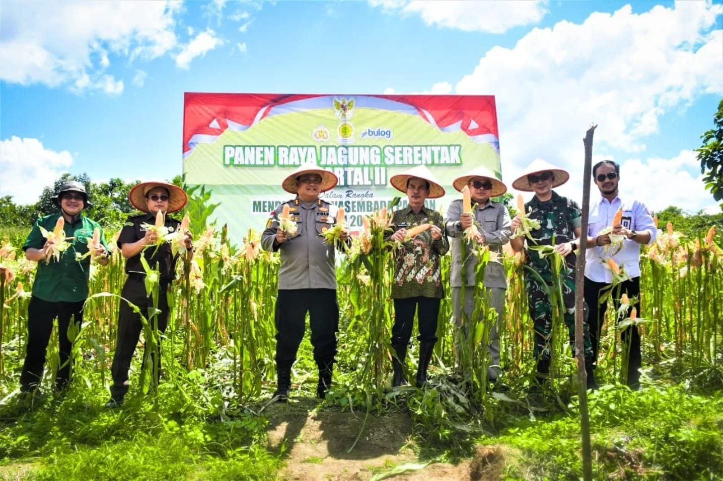 ALAMI PENINGKATAN: Dukung ketahanan pangan nasional hasil panen raya jagung kuartal II tahun 2025 di Kabupaten Sintang mengalami peningkatan signifikan.
