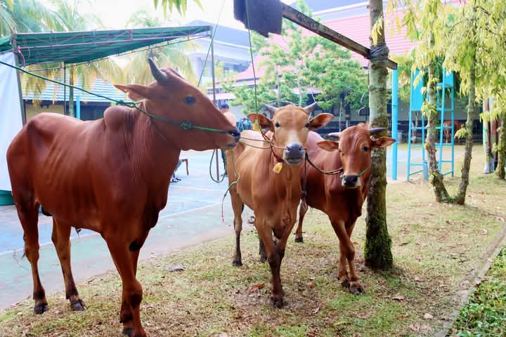 MENINGKAT: Kementerian Agama Kalbar menyebutkan jumlah hewan kurban pada tahun 2025 meningkat