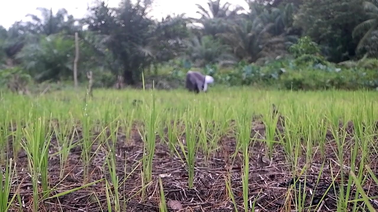 SAWAH : Kondisi sawah milik petani di Kabupaten Landak yang mulai kekurangan air akibat minimnya curah hujan.