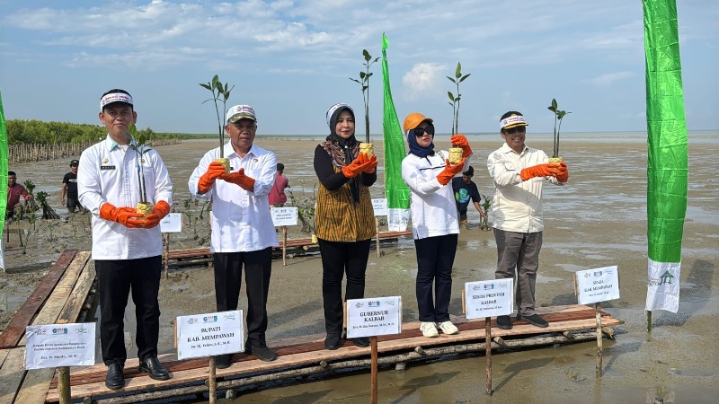 Wabup menanam Mangrove di MMC sebagai simbolis peluncuran dua program strategis yang digagas Pemerintah Provinsi Kalimantan Barat: Energi Muda Kalbar dan Gerakan Wisata Bersih.