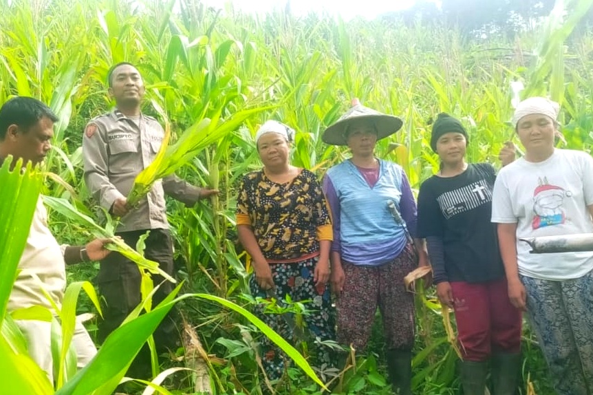 Anggota Polsek Sengah Temila bersama kelompok tani Ayo Maju di Dusun Saboro, Desa Rabak Kecamatan Sengah Temila panen jagung lebih awal dari usia matang tanaman.