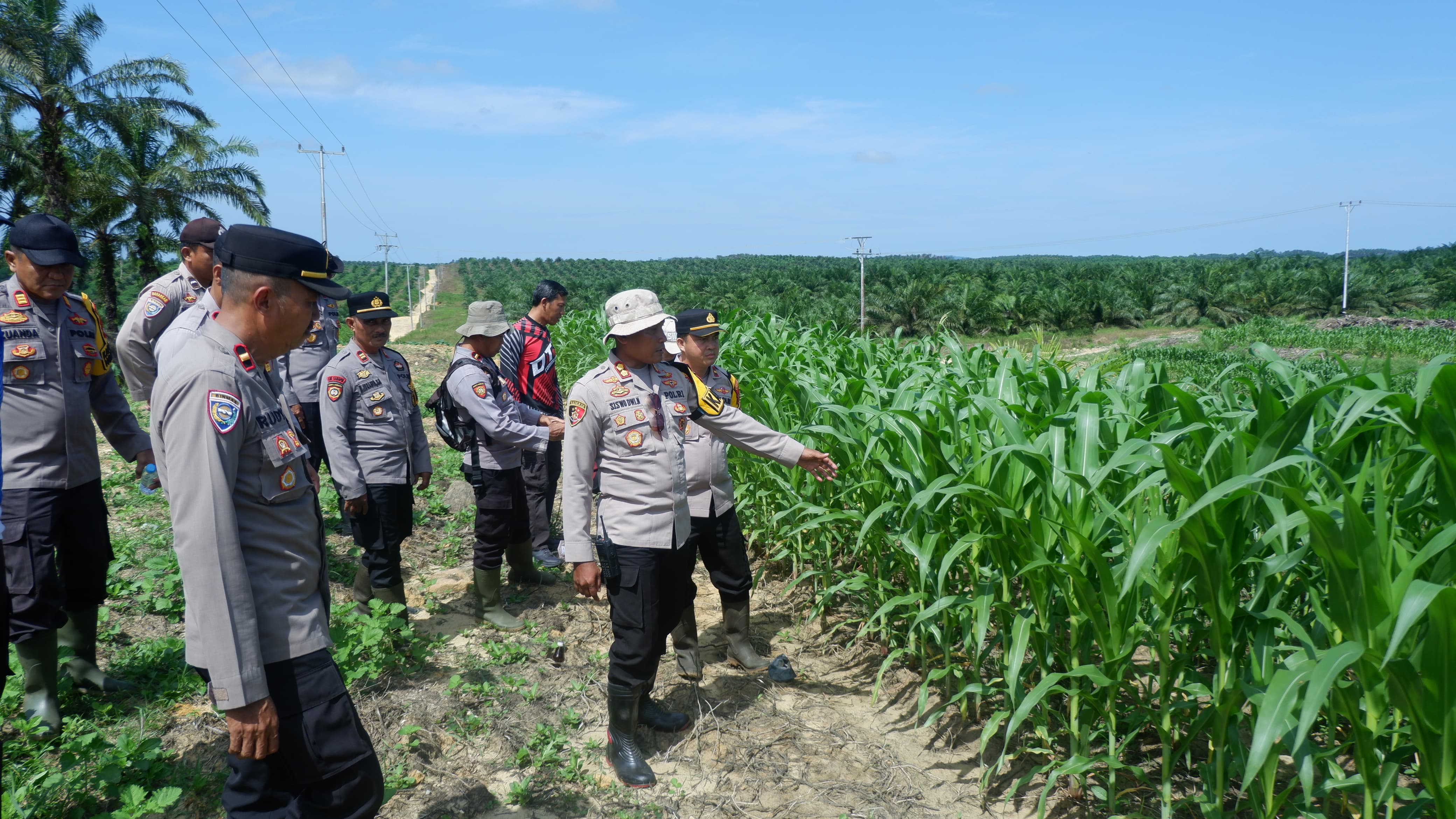 JAGUNG: Polres Landak saat melakukan anev terkait ketahanan pangan jagung di di areal PTPN IV Regional V, Dusun Tenggalong, Desa Amboyo Inti, Kecamatan Ngabang.