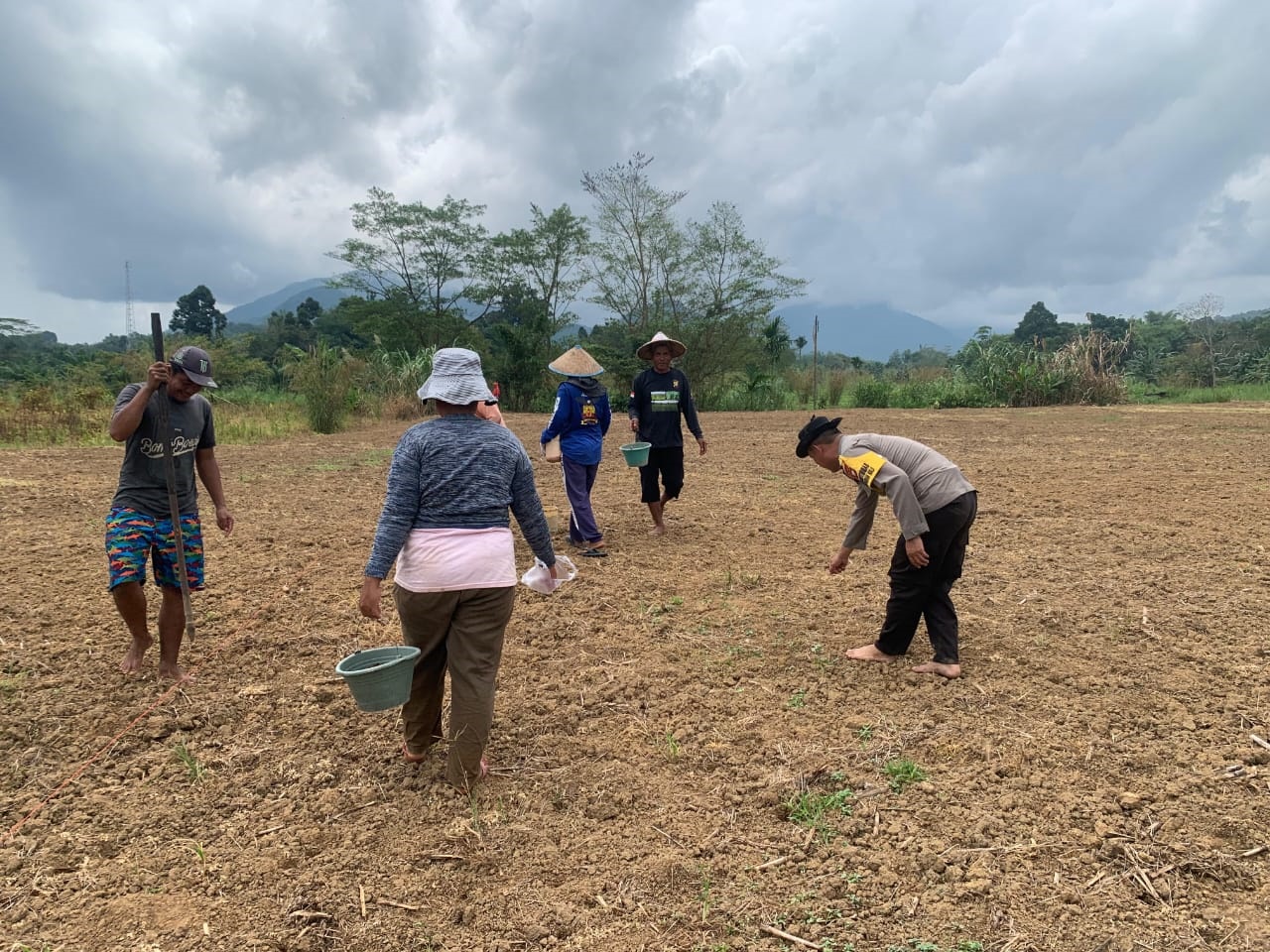 TANAM : Polsek Mempawah Hulu Bersama kelompok tani melakukan penanaman jagung di demplot seluas 4 hektar di Desa Tunang, Kecamatan Mempawah Hulu.