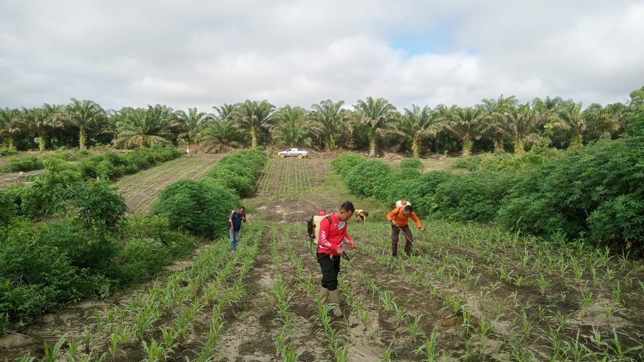 PERAWATAN : Anggota Polsek Ngabang saat melakukan perawatan tanaman jagung di kebun jagung presisi Polres Landak.