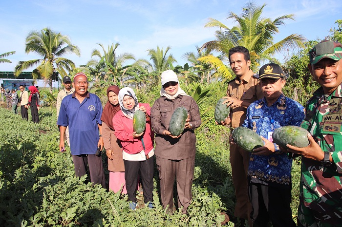PANEN: Bupati Mempawah panen buah semangka hasil dari petani mandiri di Parit Haji Hasan.