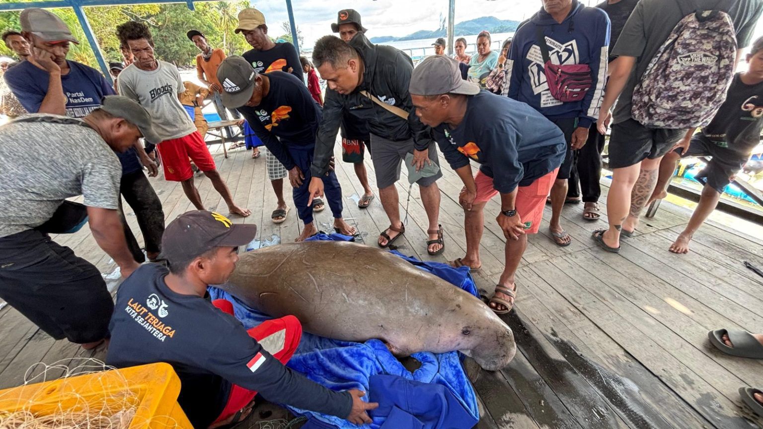 EVAKUASI: Tim gabungan melakukan pemeriksaan terhadap dugong yang ditemukan mati di Perairan Legum Belanda, Kendawangan, Minggu (15/6).