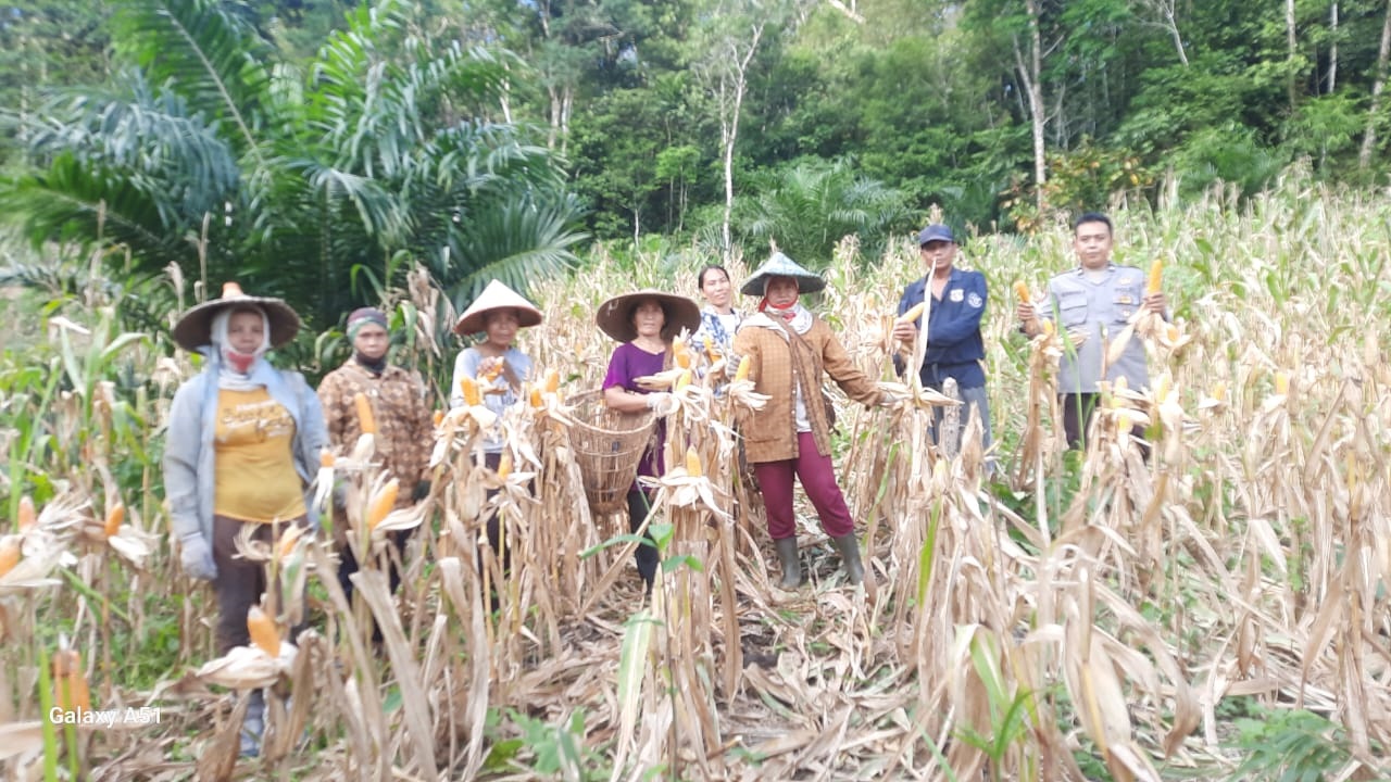PANEN: Bhabinkabtimas Desa Andeng, Polsek Sengah Temila saat memanen jagung bersama perempuan tani Dusun Tampi Bide, Desa Andeng, Kecamatan Sengah Temila.
