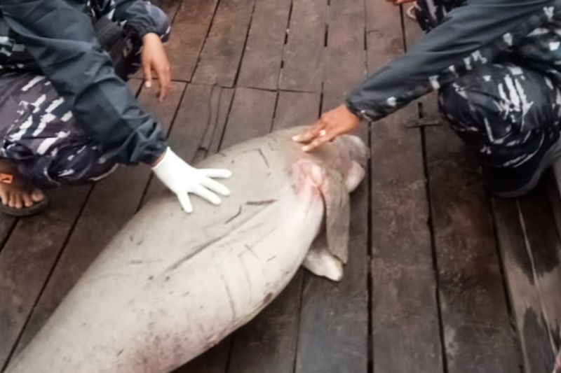 KKP tangani kematian beruntun dua dugong di Kalimantan Barat.