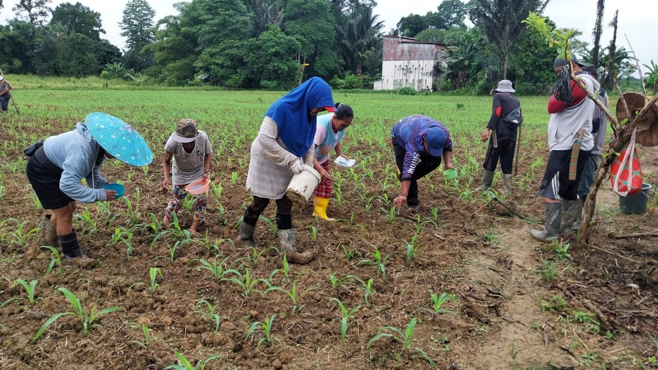 JAGUNG : Polsek Embaloh Hulu Polres Kapuas Hulu melaksanakan kegiatan pemupukan perdana jagung lahan lokasi Demplot dalam rangka mendukung Ketahanan Pangan Nasional.
