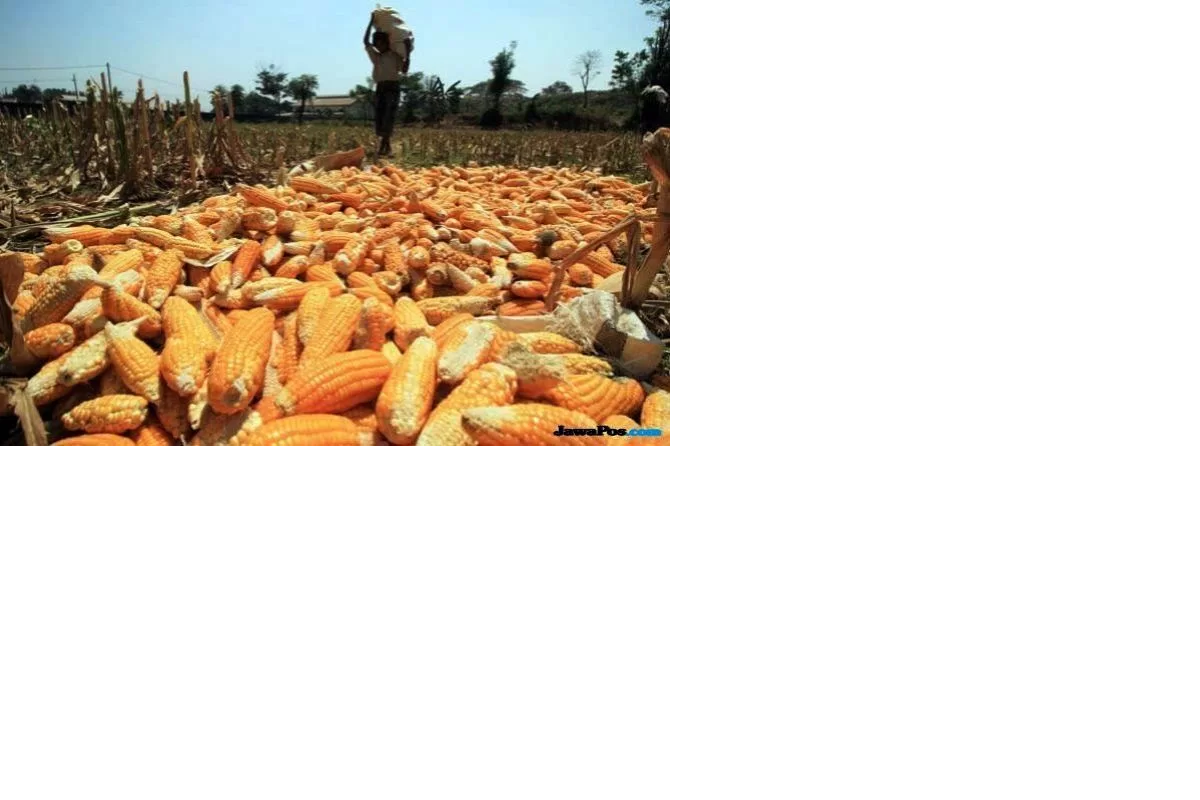 JAGUNG: Ilustrasi panen jagung petani. Perum Bulog Cabang Sanggau menyatakan siap menyerap sebanyak 142 ton jagung dari petani lokal tahun ini.