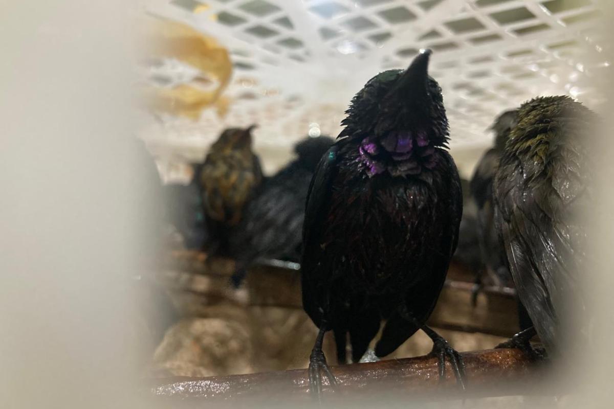Burung hasil sitaan BKSDA Kalbar yang akan diselundupkan ke Pulau jawa, Rabu (23/7/2025).