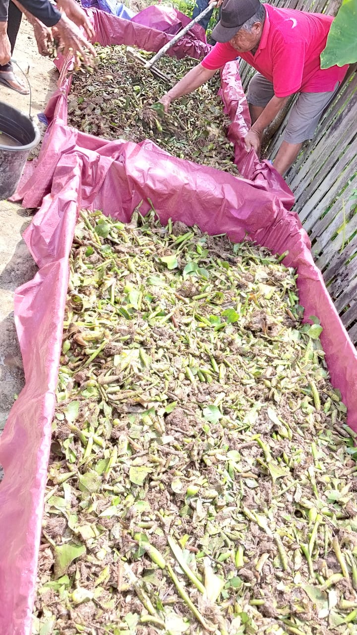 Proses pencacahan dan pengolahan enceng gondok.