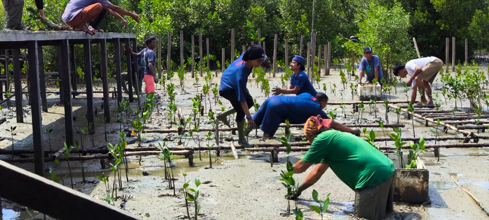 Karyawan Astra Motor Kalbar bersama Komunitas Peduli Alam menanam bibit mangrove di Mempawah Mangrove Park, sebagai bagian dari komitmen pelestarian lingkungan pesisir.