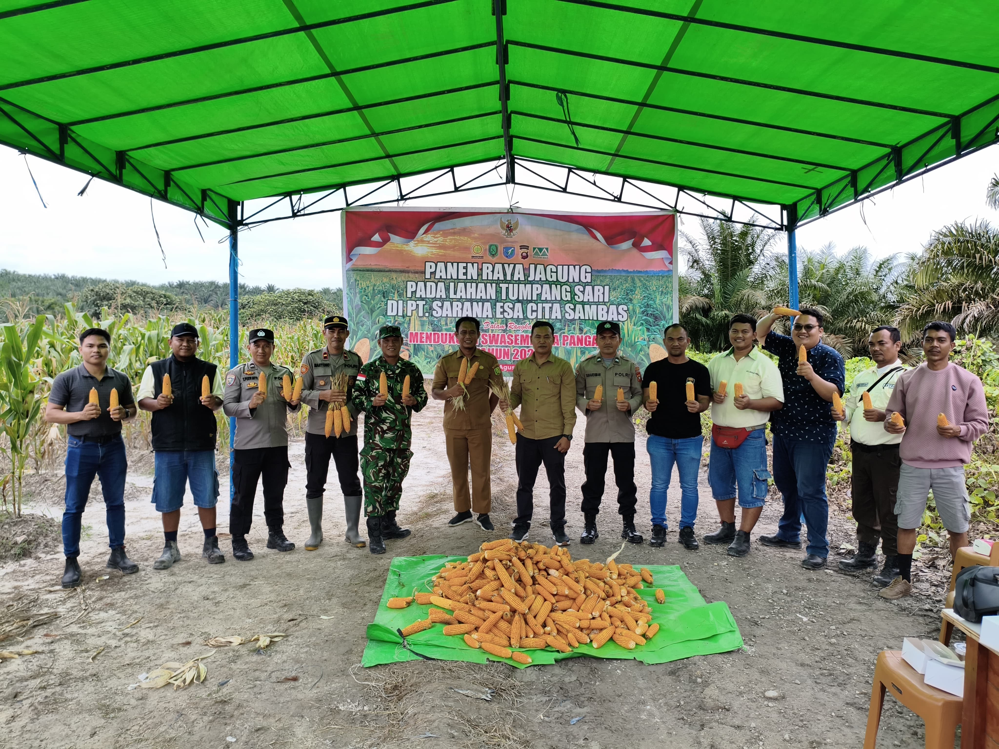 Kapolsek Subah, dari Kodim 1208 Sambas dan dinas pertanian usai panen jagung tumpang sari di lahan PT SEC