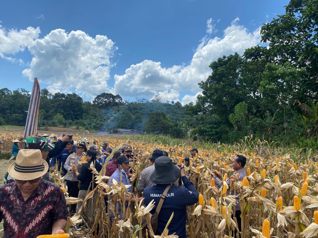 Lahan jagung di Kabupaten Landak