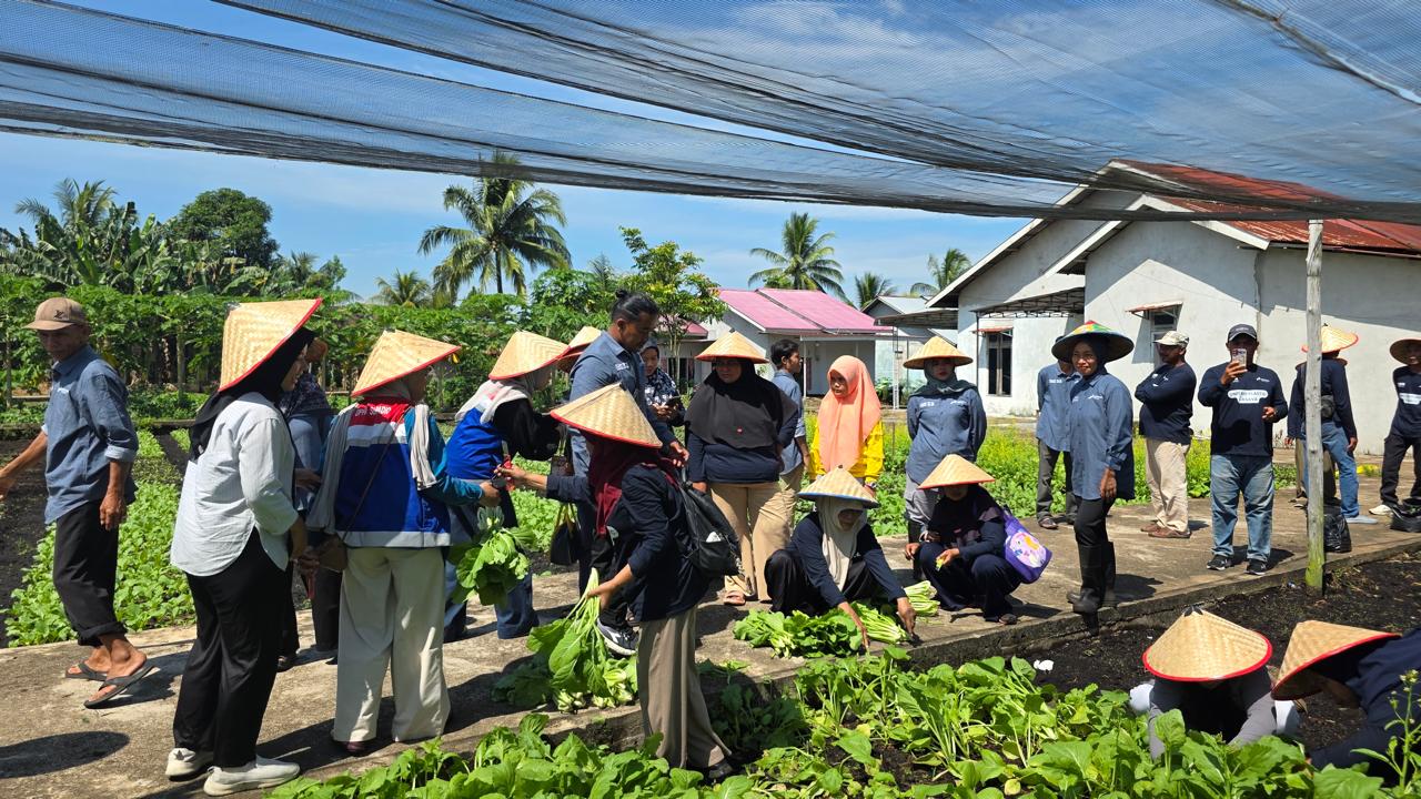 Petani binaan Program CSR Tanduraya AFT Supadio memanen hasil kebun sayur organik di Kampung Gambut Siantan Hilir, Pontianak, Senin (4/8/2025).