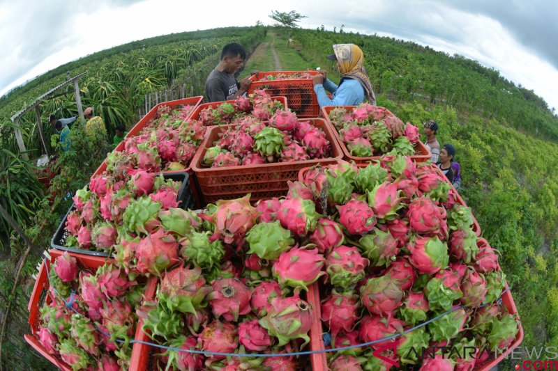 PANEN: Ilustrasi, pekerja menata buah naga saat panen. Petani buah naga di Sambas mengakui cuaca panas yang terjadi belum lama ini, memengaruhi hasil panen mereka.