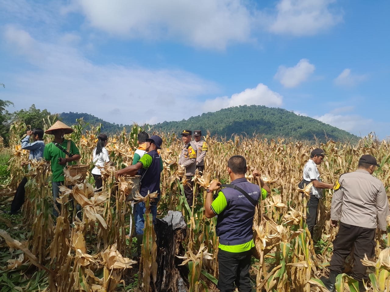 PANEN : Warga Dusun Ngarak, Desa Ngarak, Kecamatan Mandor, Kabupaten Landak, saat melakukan panen perdana tanaman jagung hibrida.
